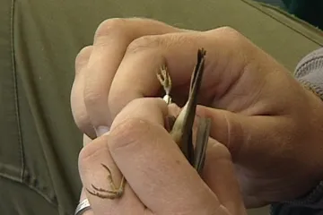 Vzácný racek polární zimuje v Ostravě