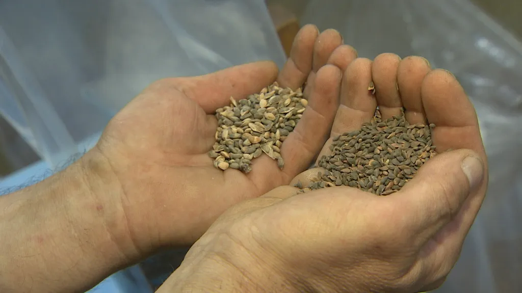 Semena borovice a smrku