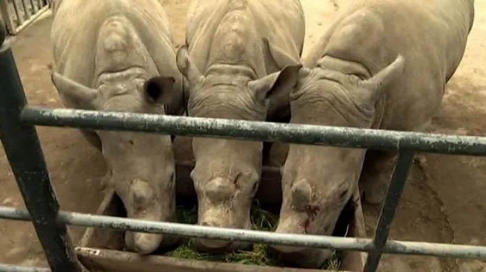 Bílí nosorožci vymírají