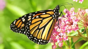 Motýl monarcha stěhovavý
