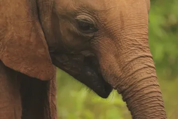 Z přírody do čínské klece. Zjištění CNN o prodeji slůňat ze Zimbabwe šokuje svět