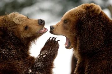 Svatý Martin? 11. listopad býval oslavou smrti krále Artuše a nesmrtelného medvědího boha