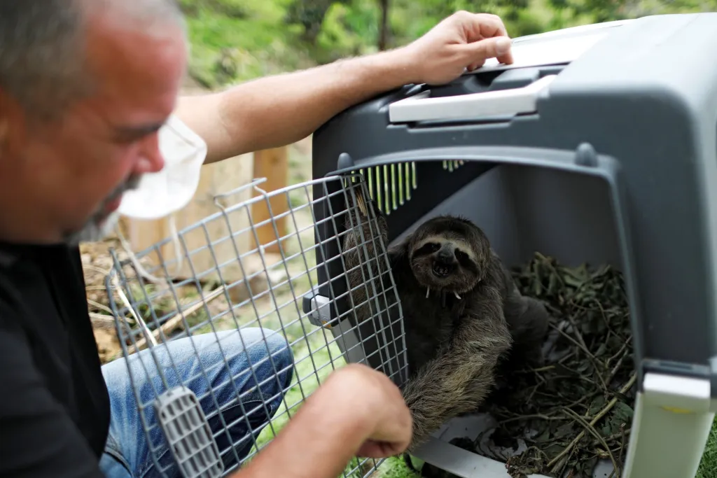 Chewbacca je lenochod hnědokrký, zachráněný Juanem Carlosem Rodriguezem a jeho manželkou Haydee poté, co jej našli na silnici, na kterou spadl z elektrického vedení. Chewbacca je umístěn na záchranné stanici ve venezuelském městě San Antonio de Los Altos
