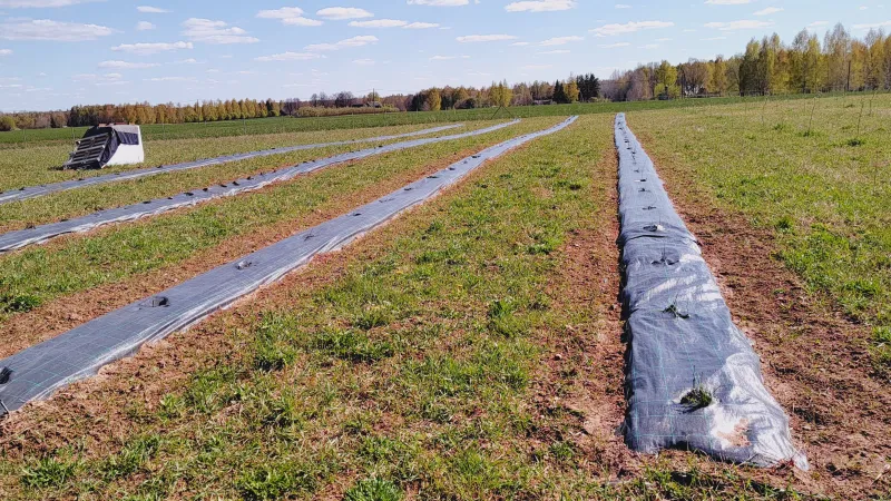 Díky čím dál teplejšímu počasí si mohli majitelé dovolit zasadit nově vyšlechtěnou odrůdu – Hasanský sladký – i mimo skleník