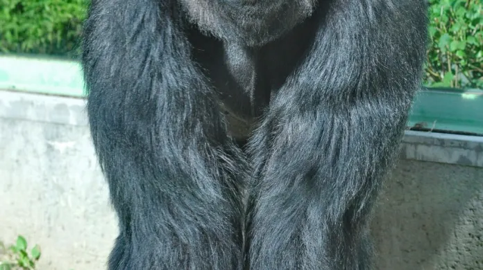 Gorilí samec
