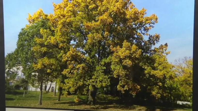 Reportáž Petra Viziny