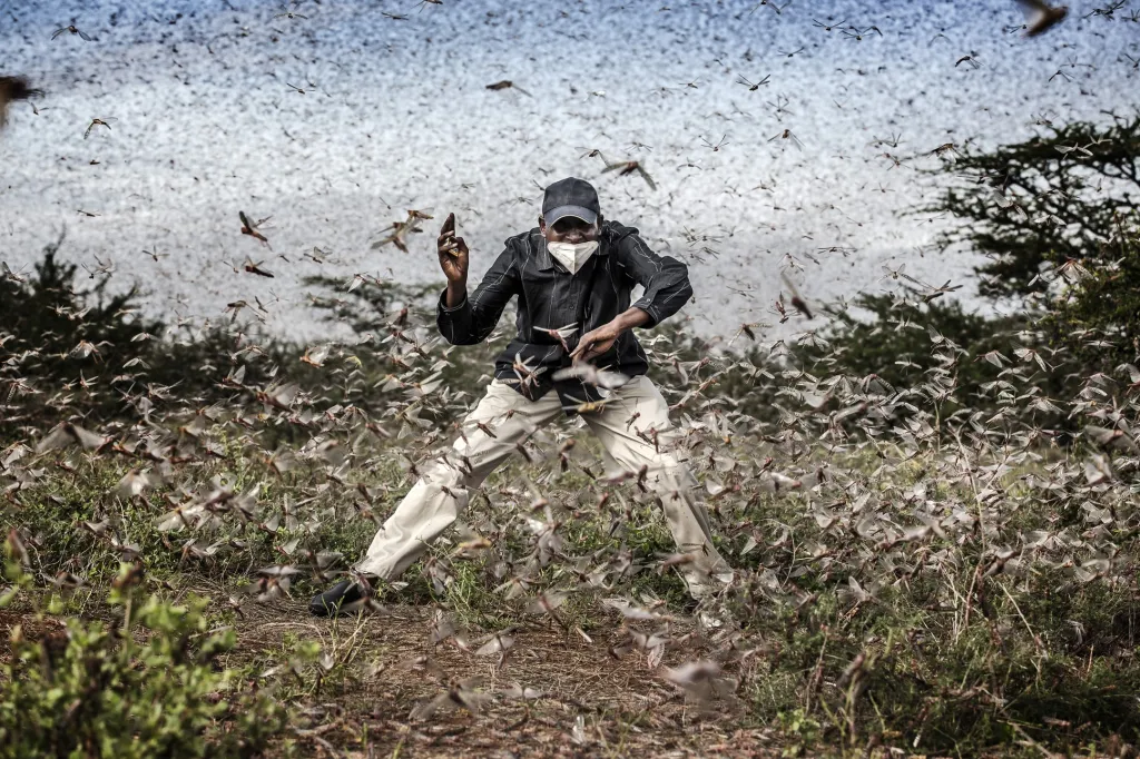 Nominace v sekci Příroda: Luis Tato se sérií snímků Fighting Locust Invasion in East Africa (Boj proti invazi kobylek ve východní Africe). Starosta osady Archers Post v Keni se snaží vyplašit mohutný roj kobylek pustošících pastvinu. Nálet hmyzu zdevastoval velké plochy úrody v době, kdy ve světě vypukla pandemie koronaviru. To vážně ohrozilo potravinovou soběstačnost regionu Samburu County