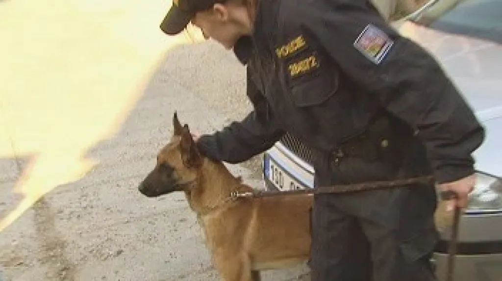 Policejní pes s psovodem