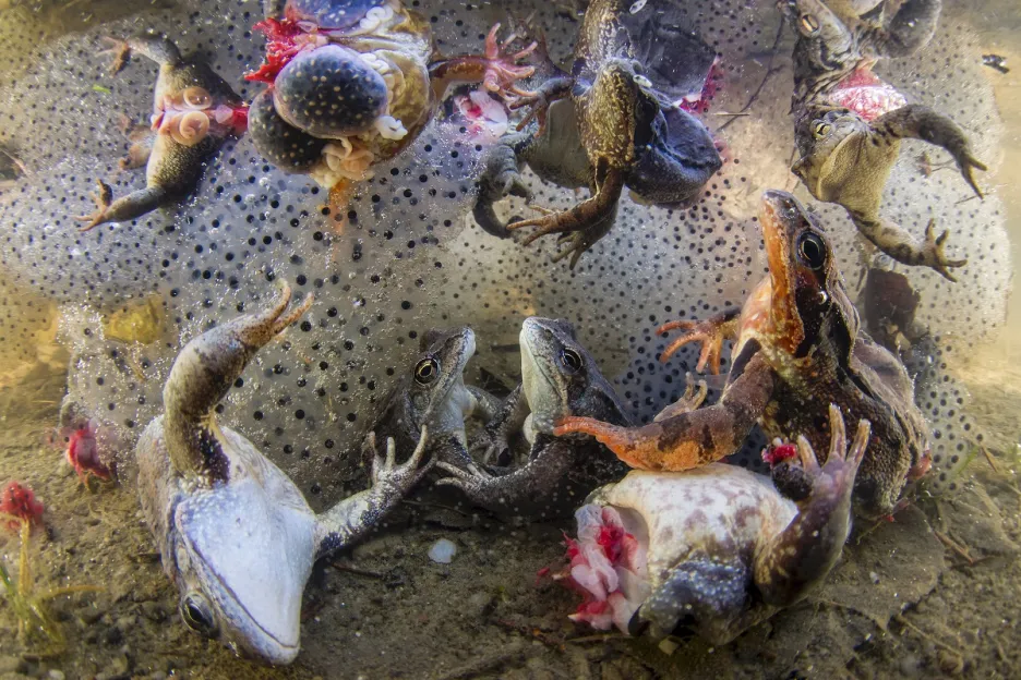 Při cestě po rumunské karpatské oblasti narazil fotograf na žáby, které byly uloveny v době páření. Poté, co jsou žábám odebrány nohy ke konzumaci, jsou jejich zbytky vhozeny zpět do vody – vzniká tak děsivý vír potěru a vnitřností