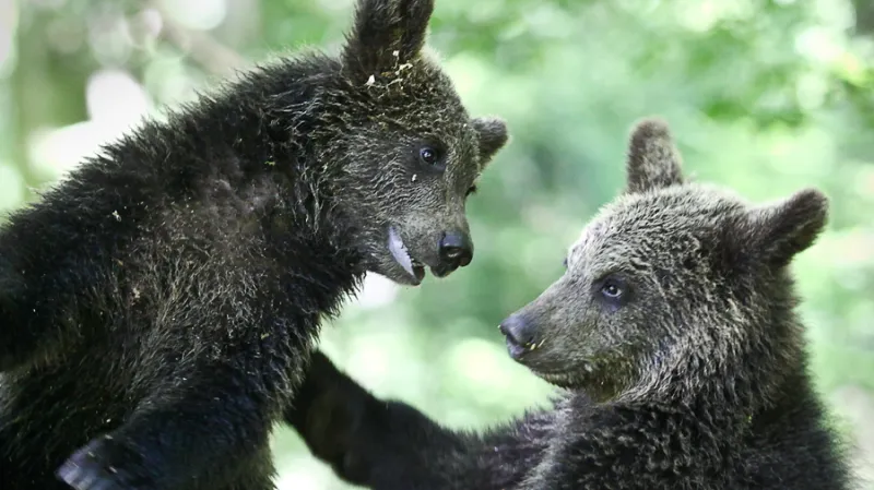 Nejkrásnější záběry jsou pak výsledkem spontánního medvědího projevu.