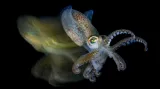 Kategorie Makro. Cuttlefish (Sepiola sp.)