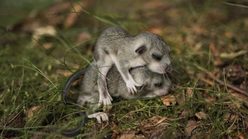 Z dokumentu Jizerské hory