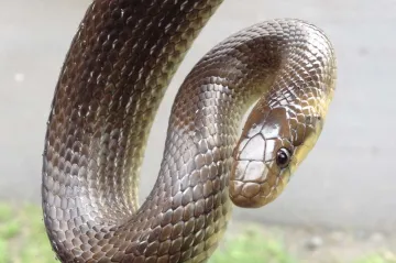 Na severu Čech žije unikátní populace užovky stromové