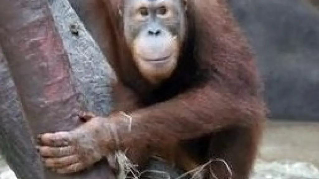 Orangutan