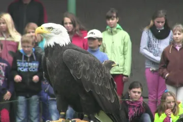 Ukázky dravých ptáků pro žáky ZŠ Borohrádek