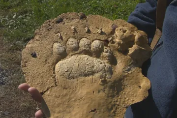 Medvěda se nedaří odchytit. Na Kroměřížsku zabil další dvě ovce a zničil včelín