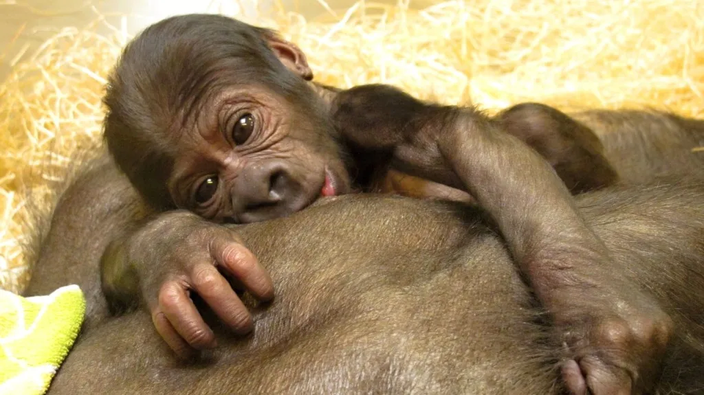 Gorilí mládě přisáté k Bikiřině prsu