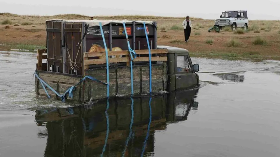Transport koní Převalského