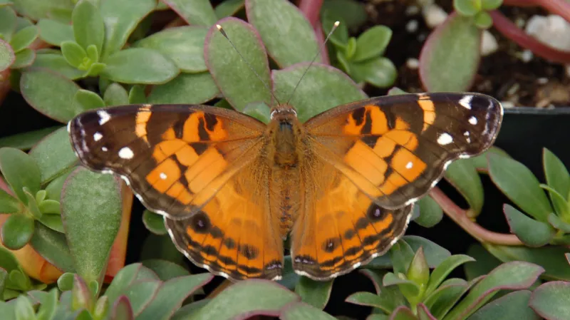 Babočka viržinská