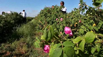 Sklizeň růžových lístků v Bulharsku