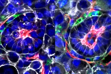 Vědci vytvořili umělá lidská embrya bez spermie a vajíčka. Výzkum vyvolal kontroverze