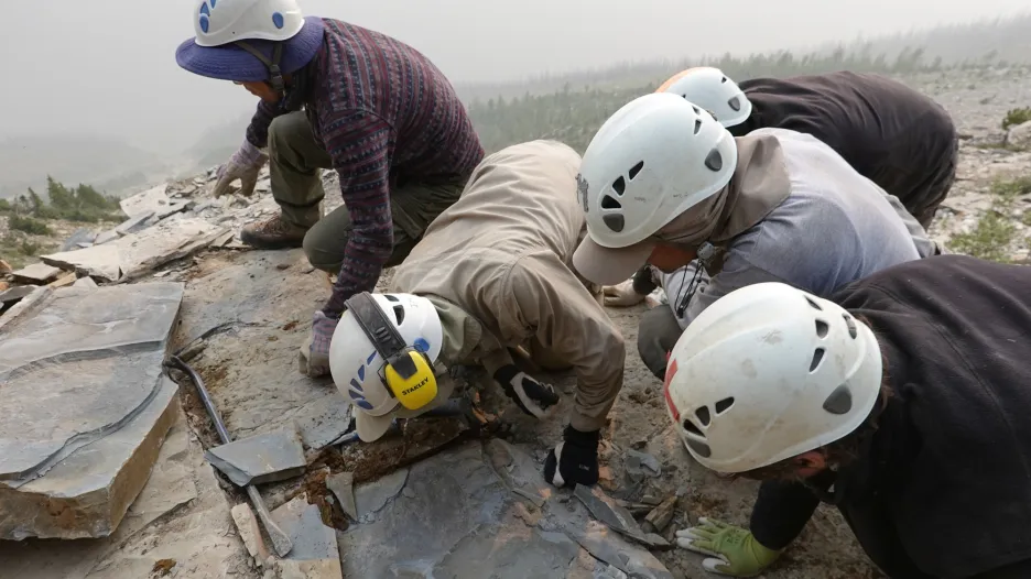 Paleontologové u objevu Titanokorys gainesi