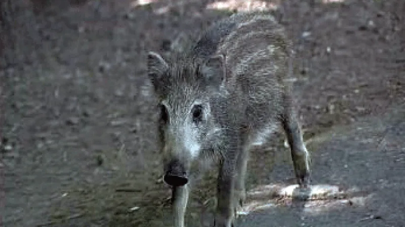 Sele prasete divokého