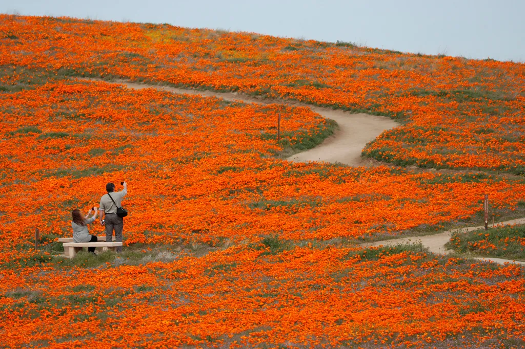Návštěvníci v poli kvetoucího máku v Antelope Valley v Kalifornii