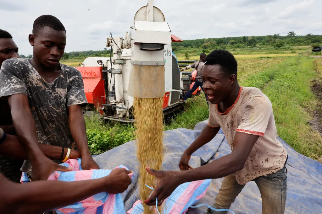 Farmáři si pochvalovali vůni a chuť nové odrůdy a její schopnost odolávat častému nedostatku vody, což jsou vlastnosti, díky nimž je zrno vysoce ceněné na místním trhu s rýží