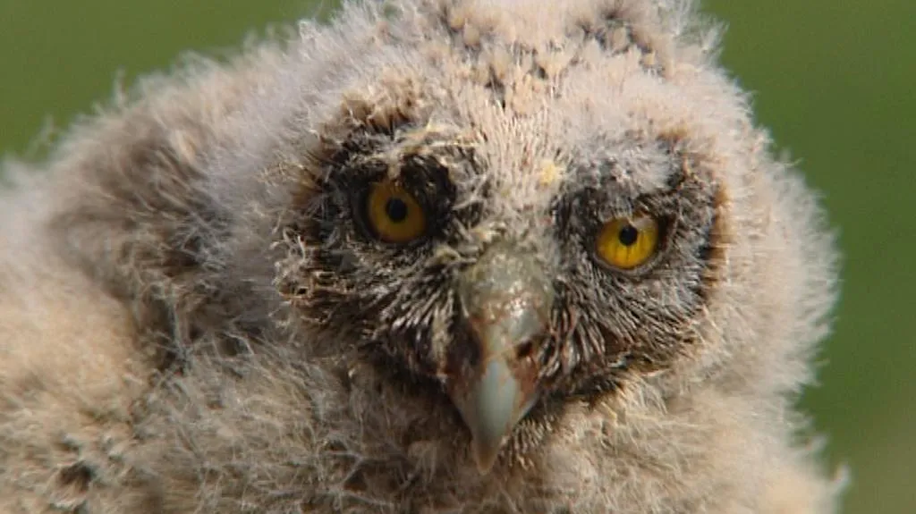 Závlahový systém v Josefovských loukách má pomoci ptactvu