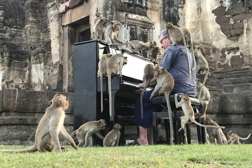 Britský hudebník Paul Barton hraje na klavír opicím, které se sešly v opuštěném chrámu v provincii Lopburi v Thajsku. Místo je turisticky atraktivní, ale v současné „covidové“ době ho navštěvuje minimum výletníků