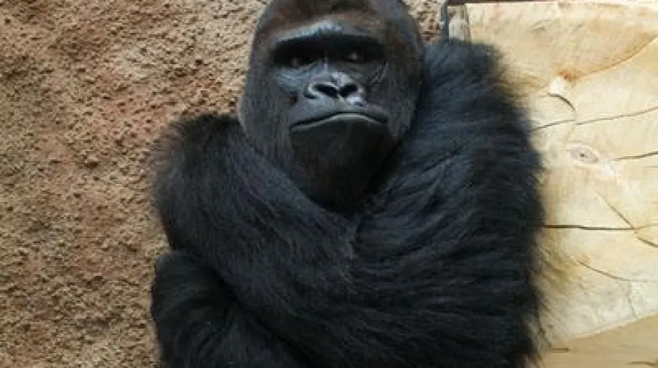 Gorilí samec Richard z projektu Odhalení