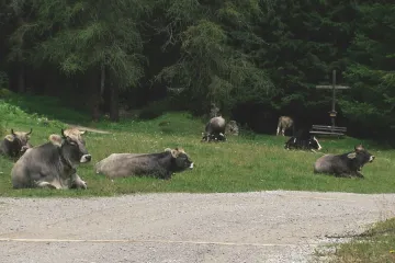 Rozhodnutí soudu může změnit podobu turistiky v Tyrolsku. Farmáři chtějí oplotit své pastviny