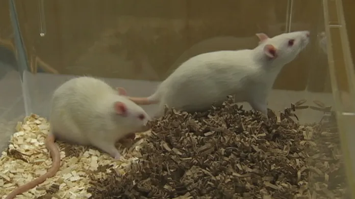 U krys živících se mrkví se rakovina rozšířila méně