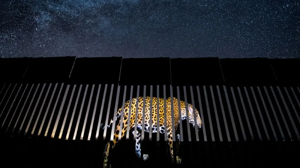Fotografie jaguára promítnutá na část hraničního plotu mezi Mexikem a USA. Vítěz kategorie Wildlife Photojournalism: Single Image
