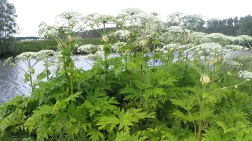 Past pokroku 2 - podcasty | Bolševník nepřivezl do Čech bolševik ale Metternich | 1