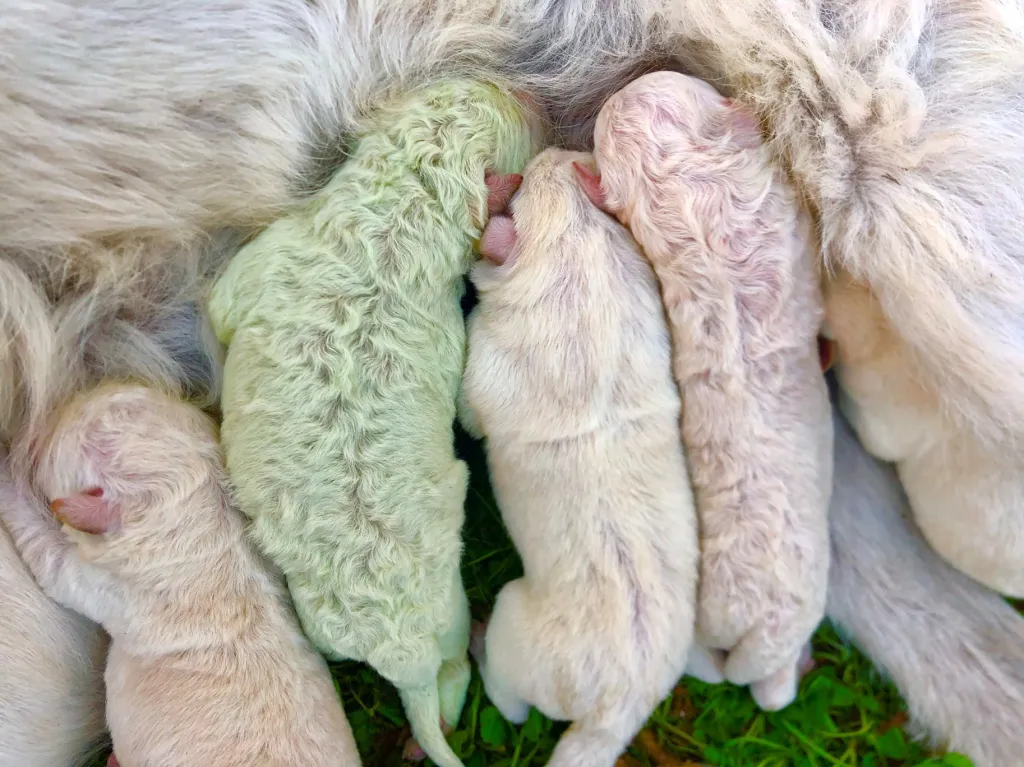 Psí kuriozita se objevila na jedné farmě v italské Pattadě na ostrově Sardinie. 9. října se tam narodilo pět štěňat. Jedno z nich však bylo naprosto vyjímečné, jelikož mělo zelenou (pistáciovou) barvu srsti