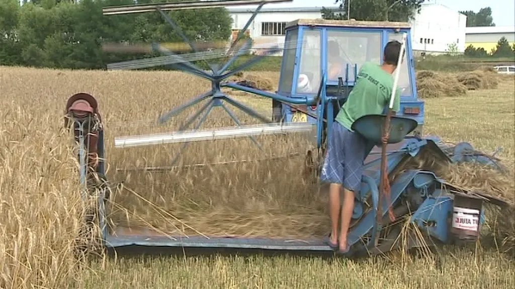 Sklizeň žita na výrobu došků