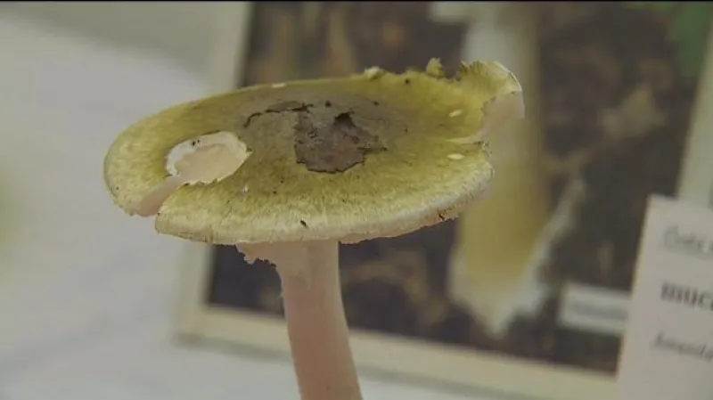 Mykolog Jiří Bajer o strastech s jedovatým houbami i léčivých účincích