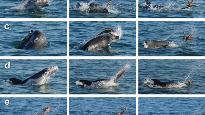 Jak delfín zabíjí chobotnici