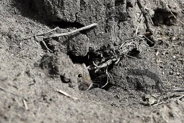 Ani zima nezastavila přemnožené hraboše. Škody zemědělcům narůstají