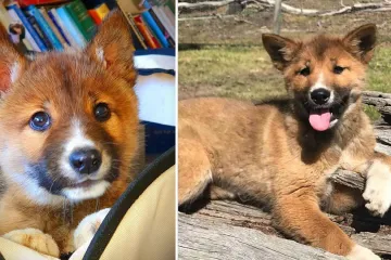 Štěně unesené orlem a nalezené na australském dvorku může spasit celý psí druh