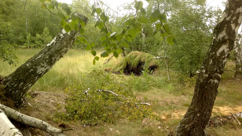 Soos umí být i divoký