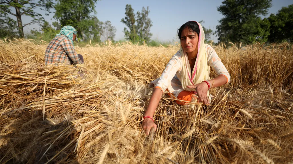Sklizeň pšenice v Indii