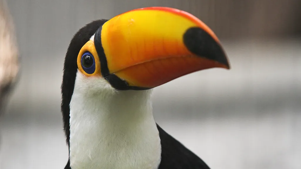 Tukan