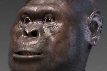 Další předchůdce člověka trávil v korunách víc času než jiní, popsali vědci