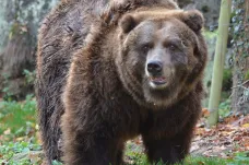 V děčínské zoo uhynula Helga, poslední samice grizzlyho v Česku