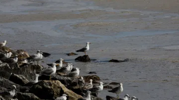 Ekologická katastrofa v Marmarském moři. U břehů Istanbulu hladinu pokryl sliz