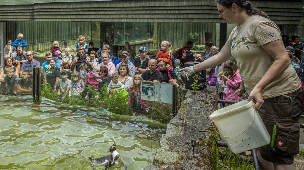 Komentované krmení tučňáků v liberecké zoo