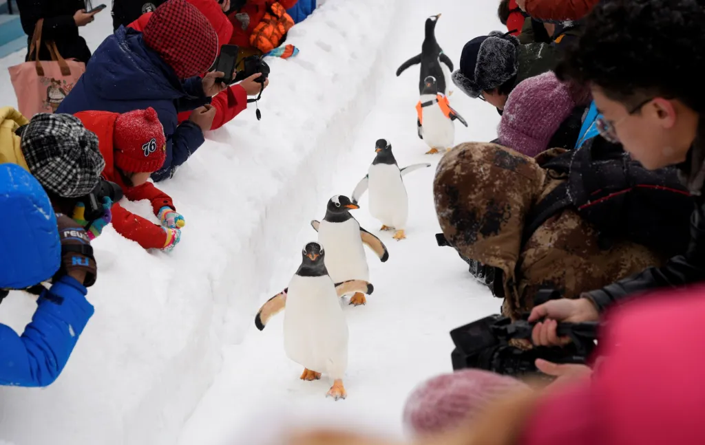 Tučňáci se procházejí na mezinárodním festivalu sochařství ledu a sněhu v čínském Harbinu
